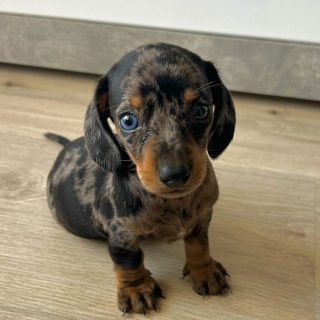 cachorro pequeño