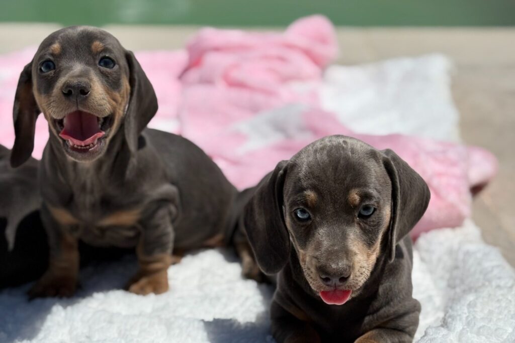 cachorros01