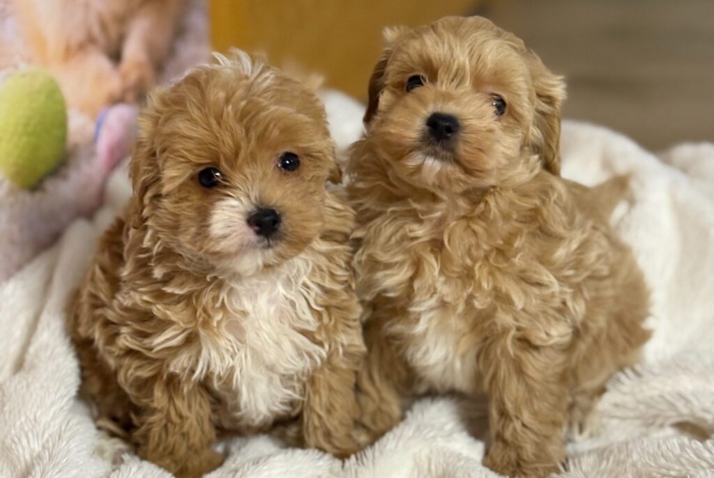 cachorros03