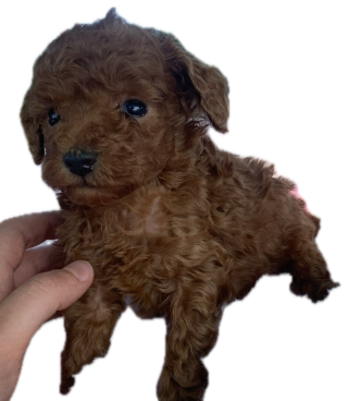 CANICHE TOY