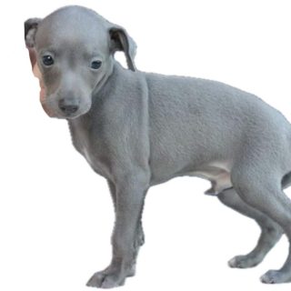galgo