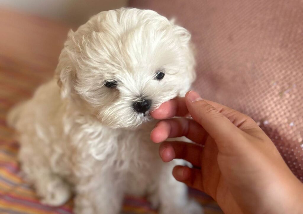 BICHON MALTES FICHA