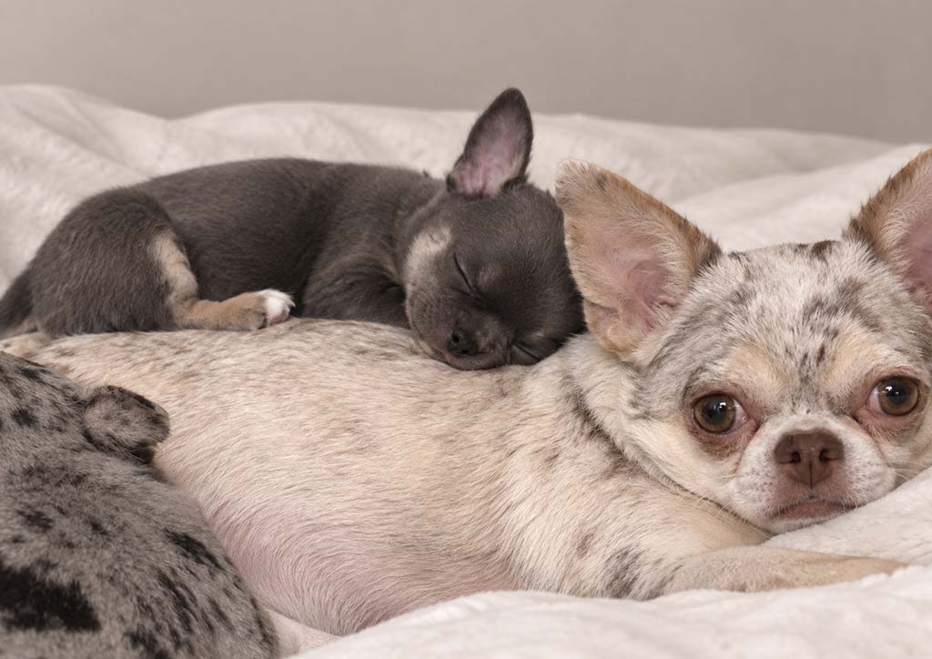 CHIHUAHUA FICHA