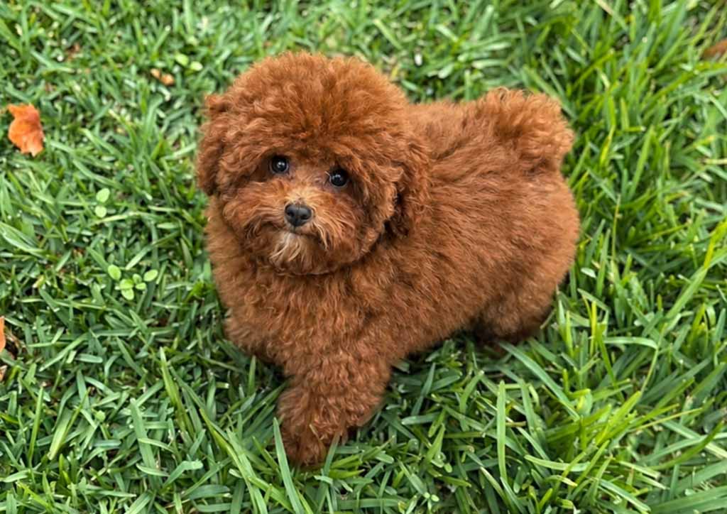 CANICHE FICHA