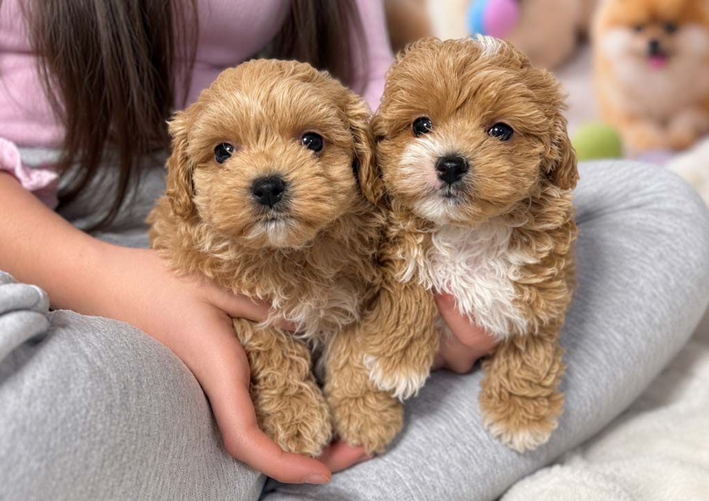 MALTIPOO FICHA