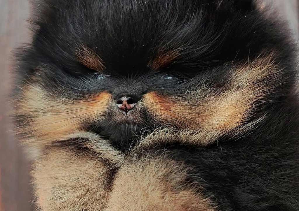 POMERANIA FICHA