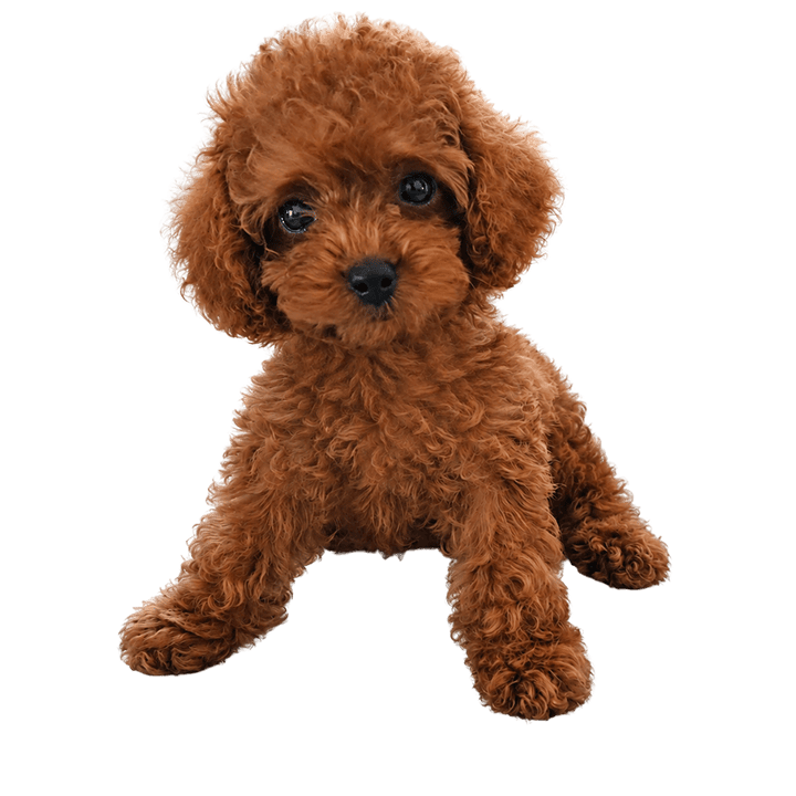 caniche toy ficha
