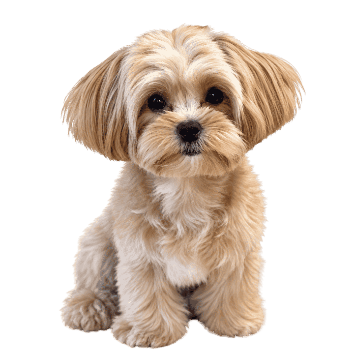 dónde comprar un maltipoo