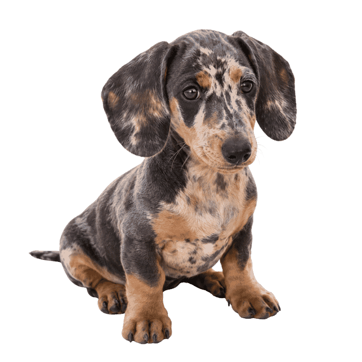 dónde comprar un teckel arlequín